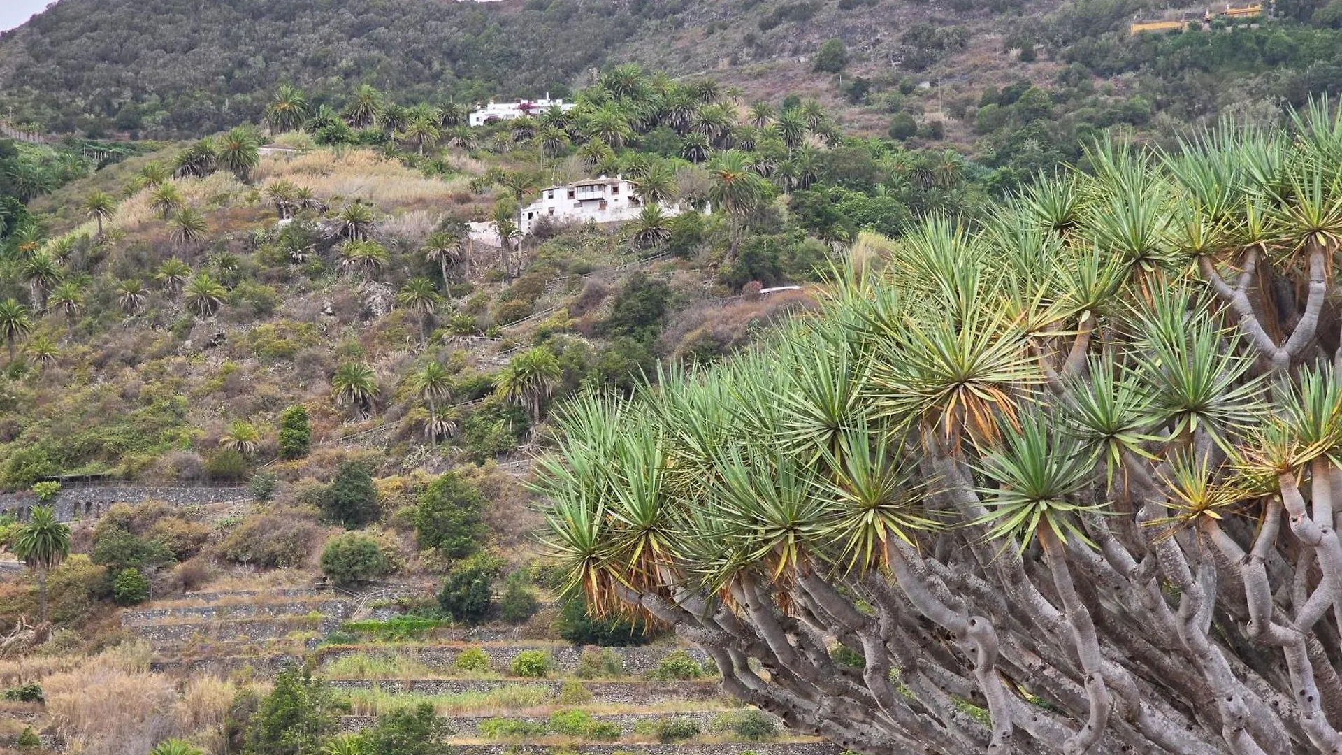 Cozy Izan Drago Apartment In Icod De Los Vinos By Hrtenerife Net